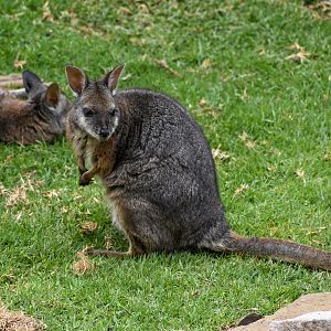 Tammar Wallaby