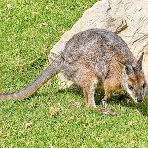 Tammar Wallaby