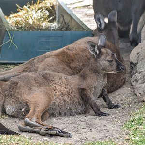 Kangaroo Island Kangaroo