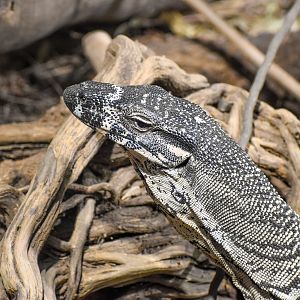 Lace Monitor