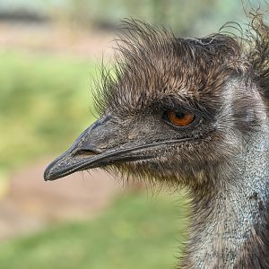 Emu
