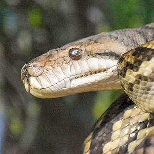 Australian Scrub Python