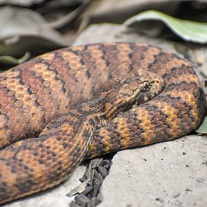 Common Death Adder