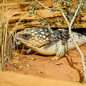 Shingleback