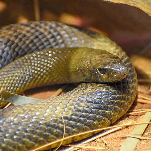 Inland Taipan