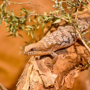 Pygmy Spiny-tailed Skink