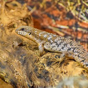 Pygmy Spiny-tailed Skink