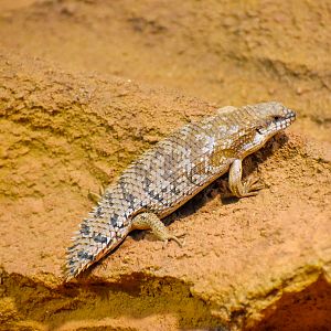 Pygmy Spiny-tailed Skink