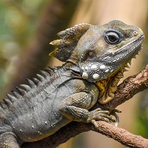 Boyd's Forest Dragon