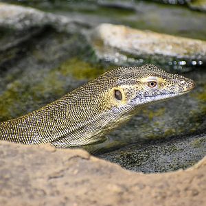 Merten's Water Monitor