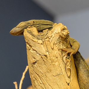 Black-headed Monitor
