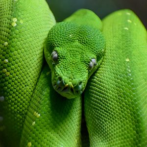 Green Tree Python