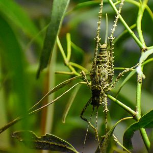 Spiny Katydid