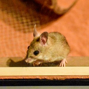 Spinifex Hopping-Mouse