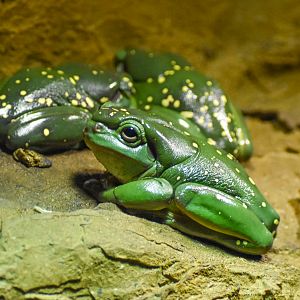 Magnificent Tree Frog