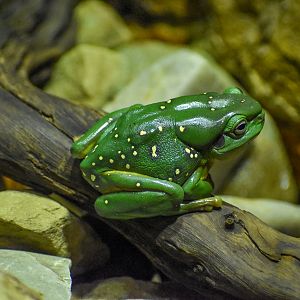 Magnificent Tree Frog