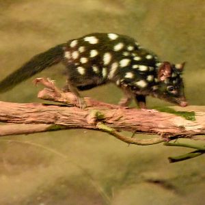 Eastern Quoll