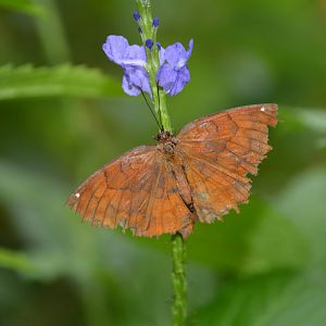 Japanese angled castor (Ariadne ariadne pallidior)