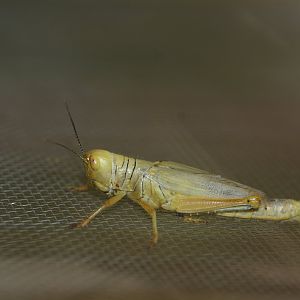Asian lined short-horned grasshopper (Hieroglyphus annulicornis)