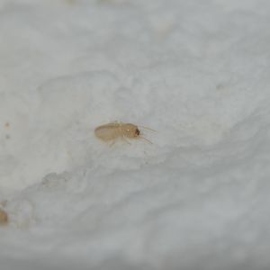 Japanese termite (Reticulitermes speratus)