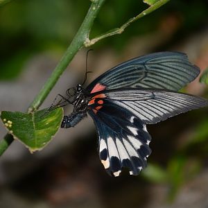 Japanese great mormon butterfly (Papilio memnon thunbergii)