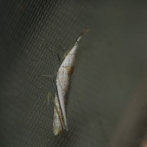Smaller long-headed locust (Atractomorpha lata)
