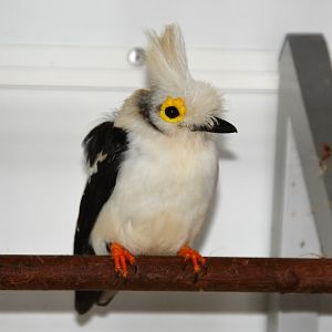 White-crested helmetshrike (Prionops plumatus)