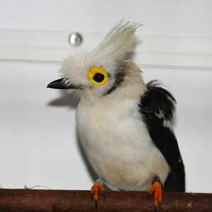 White-crested helmetshrike (Prionops plumatus)