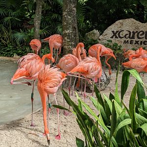 Flamingo habitat at entrance