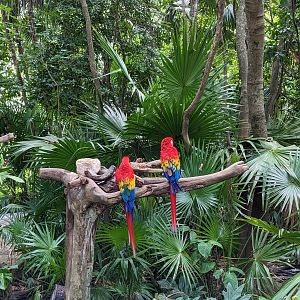 Scarlett Macaw at entrance