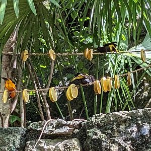 Main Aviary - Fruit and birds