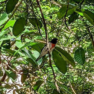 Main Aviary - Rose-breasted grosbeak