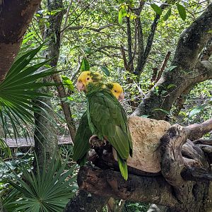 Main Aviary - Yellow-headed parrot