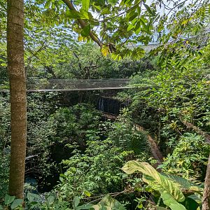 Main aviary - view of swinging bridge