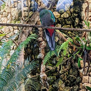 Main Aviary - Quetzal