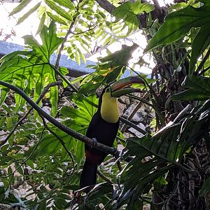 Main Aviary - Toucan aviary