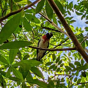 Main Aviary - Rose-breasted grosbeak