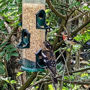 Main Aviary - feeder