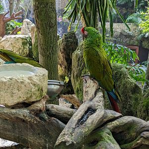Main Aviary entrance - military macaw