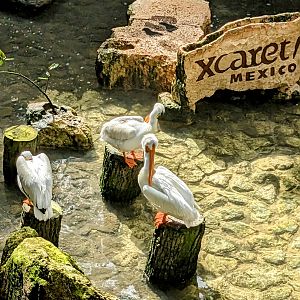Main Aviary - American white pelican