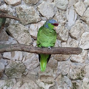 Main Aviary - lilac-crowned parrot