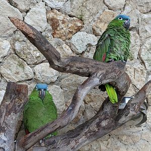 Main Aviary - mealy parrot