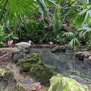 Main Aviary - ibis and spoonbill
