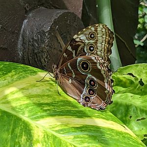 Butterfly in butterfly aviary