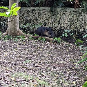 Bairds Tapir