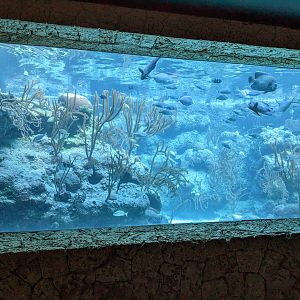 Aquarium - coral reef