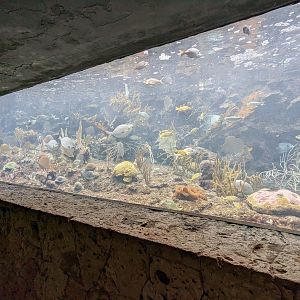 Aquarium - coral reef
