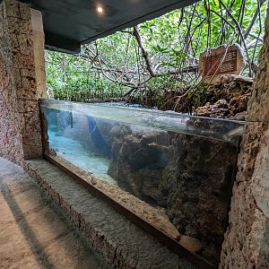 Aquarium - mangrove