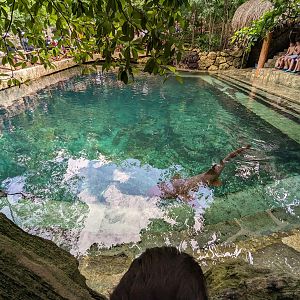 Aquarium - nurse shark