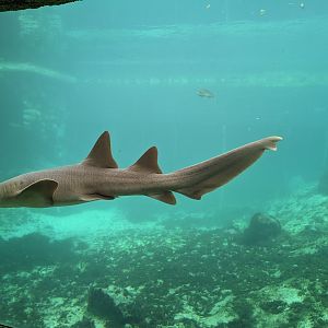 Aquarium - nurse shark